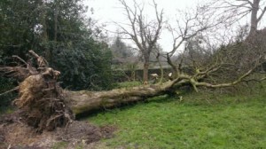 Fallen-Tree2