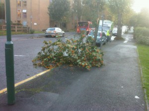 The damaged tree in Cavendish Road
